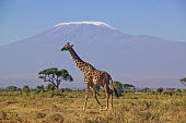 Southern giraffe with Kilimanjaro mountain in background (snow enhanced) Giraffa giraffa,Southern giraffe,herbivore,herbivores,vertebrate,mammal,mammals,terrestrial,Africa,African,savanna,savannah,safari,pattern,patterns,Kilimanjaro,mountain,background,horizon,negative spa