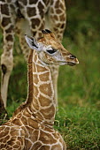 Rothschild giraffe calf sitting in the grass Giraffa camelopardalis rothschildi,Rothschild giraffe,herbivore,herbivores,vertebrate,mammal,mammals,terrestrial,Africa,African,savanna,savannah,safari,pattern,patterns,vulnerable young,calf,juvenile,