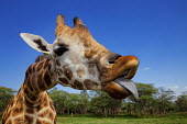 Rothschild giraffe with tongue out Giraffa camelopardalis rothschildi,Rothschild giraffe,herbivore,herbivores,vertebrate,mammal,mammals,terrestrial,Africa,African,savanna,savannah,safari,pattern,patterns,face,close-up,mouth,portrait,li