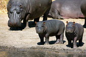 Two baby hippos and adults at the edge of a water hole. calf,calves,baby,babies,young,juvenile,juveniles,water hole,watering hole,hippo,hippos,vertebrate,mammal,mammals,terrestrial,amphibious,aquatic,aquatic mammal,herbivore,herbivores,omnivore,omnivores,A