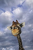Portrait of adult Rothschild giraffe with stormy sky in background Giraffa camelopardalis rothschildi,Rothschild giraffe,herbivore,herbivores,vertebrate,mammal,mammals,terrestrial,Africa,African,savanna,savannah,safari,pattern,patterns,face,close-up,mouth,portrait,li