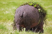 Hippopotamus with water weed on it's back. bath time,garden,gardener,dirty,spring clean,clean,funny,comedy,grazing,graze,eating,feeding,green,vegetation,grass,back,body,bum,tail,bloated,lazy,hippo,hippos,vertebrate,mammal,mammals,terrestrial,a