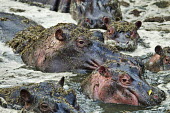 A bloat of hippopotamus in a lake bath time,lake,waterhole,river,herd,gathering,social,bloat,pod,raft,grey,eye,eyes,hippo,hippos,vertebrate,mammal,mammals,terrestrial,amphibious,aquatic,aquatic mammal,herbivore,herbivores,omnivore,omn