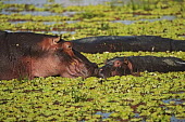Hippopotamus in amongst water lettuce. mother and calf,calf,baby,young,juvenile,parent,mother,family,lake,waterhole,hippo,hippos,vertebrate,mammal,mammals,terrestrial,amphibious,aquatic,aquatic mammal,herbivore,herbivores,omnivore,omnivore