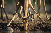 Landscape impala drinking at water hole impalas,antelope,antelopes,herbivores,herbivore,vertebrate,mammal,mammals,terrestrial,ungulate,horns,horn,Africa,African,drinking,drink,water hole,watering hole,legs,close-up,eyes,nose,snout,Impala,Ae