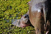 Hippopotamus with baby in amongst water lettuce (Pistia stratiotes). mother and calf,calf,baby,young,juvenile,lake,waterhole,hippo,hippos,vertebrate,mammal,mammals,terrestrial,amphibious,aquatic,aquatic mammal,herbivore,herbivores,omnivore,omnivores,Africa,African,Hipp