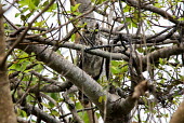 Greyish eagle owl in tree owl,eagle owl,bird,birds,birds of prey,tree,trees,forest,perching,perched,owls,eagle owls,Greyish eagle owl,Bubo cinerascens