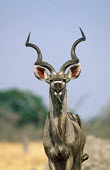 Greater kudu with oxpeckers antelope,antelopes,herbivores,herbivore,vertebrate,mammal,mammals,terrestrial,ungulate,horns,horn,Africa,African,ears,big ears,birds,bird,oxpecker,oxpeckers,Greater kudu,Tragelaphus strepsiceros,Herbi