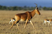 Hartebeest crossing the plain antelope,antelopes,herbivores,herbivore,vertebrate,mammal,mammals,terrestrial,ungulate,horns,horn,Africa,African,shallow focus,grassland,grass,walking,Hartebeest,Alcelaphus buselaphus,Herbivores,Even-