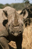 Black rhinoceros running toward camera charge,charging,run,running,warning,rhinos,rhino,horn,horns,herbivores,herbivore,vertebrate,mammal,mammals,terrestrial,Africa,African,savanna,savannah,safari,Black rhinoceros,Diceros bicornis,Herbivor