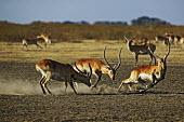 Kafue lechwe males fighting males,male,testosterone,fighting,fight,chase,chasing,territorial,territory,rut,rutting,dust,kobus leche,lechwe,lechwes,antelope,antelopes,herbivores,herbivore,vertebrate,mammal,mammals,terrestrial,ung