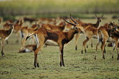 Black lechwe herd kobus leche,lechwe,lechwes,antelope,antelopes,herbivores,herbivore,vertebrate,mammal,mammals,terrestrial,ungulate,horns,horn,Africa,African,herd,group,grassland,plain,plains,Black lechwe,Kobus leche s