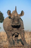 Black rhinoceros calf young,calf,juvenile,injury,injured,wound,leg,cut,skin,rhinos,rhino,horn,horns,herbivores,herbivore,vertebrate,mammal,mammals,terrestrial,Africa,African,savanna,savannah,safari,Black rhinoceros,Diceros
