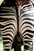 Okapi hind markings rear,bum,behind,tail,backside,forest,pattern,patterns,stripes,striped,camouflage,camo,herbivores,herbivore,vertebrate,mammal,mammals,terrestrial,Africa,African,Okapi,Okapia johnstoni,Herbivores,Chorda