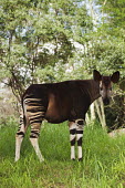 Okapi side view, their closest relative is the giraffe. belly,glare,ears,big ears,profile,forest,pattern,patterns,stripes,striped,camouflage,camo,herbivores,herbivore,vertebrate,mammal,mammals,terrestrial,Africa,African,Okapi,Okapia johnstoni,Herbivores,Ch