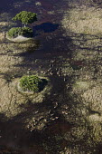 Aerial view of red lechwe crossing flood land herd,group,aerial view,aerial,water,plain,flooded plain,wetland,kobus leche,lechwe,lechwes,antelope,antelopes,herbivores,herbivore,vertebrate,mammal,mammals,terrestrial,ungulate,horns,horn,Africa,Afri