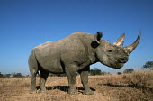 Black rhinoceros side profile - whole body profile,negative space,rhinos,rhino,horn,horns,herbivores,herbivore,vertebrate,mammal,mammals,terrestrial,Africa,African,savanna,savannah,safari,Black rhinoceros,Diceros bicornis,Herbivores,Mammalia,M