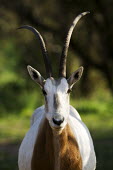 Scimitar-horned oryx. Considered extinct in the wild. extinct in the wild,wild,hunted,habitat loss,survival,reintroduced,reintroduction,scimitar oryx,Sahara oryx,oryx,antelope,antelopes,herbivores,herbivore,vertebrate,mammal,mammals,terrestrial,ungulate,