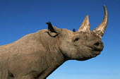 Black rhinoceros side profile profile,negative space,rhinos,rhino,horn,horns,herbivores,herbivore,vertebrate,mammal,mammals,terrestrial,Africa,African,savanna,savannah,safari,Black rhinoceros,Diceros bicornis,Herbivores,Mammalia,M