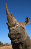 Black rhinoceros face and horn face,mouth,close-up,negative space,rhinos,rhino,horn,horns,herbivores,herbivore,vertebrate,mammal,mammals,terrestria,Black rhinoceros,Diceros bicornis,Herbivores,Mammalia,Mammals,Chordates,Chordata,Rh