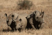 Black rhinoceros family family,unit,herd,brown,grassland,grass,dry,arid,mauve,trio,parents,parent,mother and calf,calf,rhinos,rhino,horn,horns,herbivores,herbivore,vertebrate,mammal,mammals,terrestrial,Africa,African,savanna