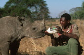 Black rhinoceros being given milk by a guard at Imire game reserve calf,juvenile,dependent,fed,hand fed,milk,human interaction,human,feeding,conservation,protection,protect,conserve,reserve,reservation,protected,keeper,warden,wardens,guard,guards,rhinos,rhino,horn,ho