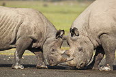Black rhinoceros sub-adult calf and adult bull interact. sub adult,bull,behaviour,interact,interaction,rub,friendly,rhinos,rhino,horn,horns,herbivores,herbivore,vertebrate,mammal,mammals,terrestrial,Africa,African,savanna,savannah,safari,Black rhinoceros,Di