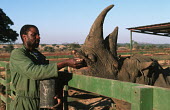 Black rhinoceros being fed by a guard at Imire game reserve conservation,protection,protect,feed,fed,feeding,hand fed,conserve,reserve,reservation,protected,keeper,warden,wardens,guard,guards,rhinos,rhino,horn,horns,herbivores,herbivore,vertebrate,mammal,mamma