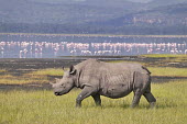 Black rhinoceros sub-adult calf with birds and lake Nakuru in the background juvenile,sub-adult,rhinos,rhino,horn,horns,herbivores,herbivore,vertebrate,mammal,mammals,terrestrial,Africa,African,savanna,savannah,safari,Black rhinoceros,Diceros bicornis,Herbivores,Mammalia,Mamma