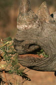 Black rhinoceros grazing feeding,thorns,shrub,vegetation,food,eating,rhinos,rhino,horn,horns,herbivores,herbivore,vertebrate,mammal,mammals,terrestrial,Africa,African,savanna,savannah,safari,Black rhinoceros,Diceros bicornis,