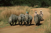 Black rhinoceros walking with guards in Imire game reserve conservation,protection,protect,conserve,reserve,reservation,protected,keeper,warden,wardens,guard,guards,rhinos,rhino,horn,horns,herbivores,herbivore,vertebrate,mammal,mammals,terrestrial,Africa,Afri