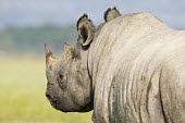 Black rhinoceros drinking in lake Nakuru rhinos,rhino,horn,horns,herbivores,herbivore,vertebrate,mammal,mammals,terrestrial,Africa,African,savanna,savannah,safari,Black rhinoceros,Diceros bicornis,Herbivores,Mammalia,Mammals,Chordates,Chorda