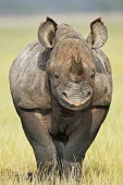 Portrait of a black rhinoceros rhinos,rhino,horn,horns,herbivores,herbivore,vertebrate,mammal,mammals,terrestrial,Africa,African,savanna,savannah,safari,Black rhinoceros,Diceros bicornis,Herbivores,Mammalia,Mammals,Chordates,Chorda