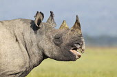 Side view of a black rhinoceros rhinos,rhino,horn,horns,herbivores,herbivore,vertebrate,mammal,mammals,terrestrial,Africa,African,savanna,savannah,safari,Black rhinoceros,Diceros bicornis,Herbivores,Mammalia,Mammals,Chordates,Chorda