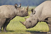 Black rhinoceros sub-adult calf and adult bull interact. mother and calf,rhinos,rhino,horn,horns,herbivores,herbivore,vertebrate,mammal,mammals,terrestrial,Africa,African,savanna,savannah,safari,Black rhinoceros,Diceros bicornis,Herbivores,Mammalia,Mammals,