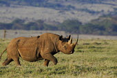 Black rhinoceros strolling across grassland rhinos,rhino,horn,horns,herbivores,herbivore,vertebrate,mammal,mammals,terrestrial,Africa,African,savanna,savannah,safari,Black rhinoceros,Diceros bicornis,Herbivores,Mammalia,Mammals,Chordates,Chorda