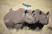 Black rhinoceros and lilac-breasted roller lilac-breasted roller,bird,birds,birdlife,hitch hiker,symbiosis,symbiotic,symbiotic relationship,symbiotic relationships symbiotic relationship,symbiotic relationships Coracias caudata,rhinos,rhino,ho
