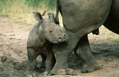 White rhinoceros calf skirting around mothers feet calf,young,juvenile,baby,mother and calf,rhinos,rhino,horn,horns,herbivores,herbivore,vertebrate,mammal,mammals,terrestrial,Africa,African,savanna,savannah,safari,White rhinoceros,Ceratotherium simum,