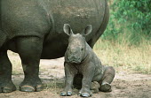 White rhinoceros calf sat on ground looking grumpy calf,young,juvenile,baby,sitting,sulk,sulking,grumpy,rhinos,rhino,horn,horns,herbivores,herbivore,vertebrate,mammal,mammals,terrestrial,Africa,African,savanna,savannah,safari,White rhinoceros,Ceratoth