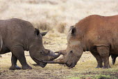 Female white rhino with exceptionally long horn and sub adult interacting rhinos,rhino,horn,horns,herbivores,herbivore,vertebrate,mammal,mammals,terrestrial,Africa,African,savanna,savannah,safari,White rhinoceros,Ceratotherium simum,Herbivores,Rhinocerous,Rhinocerotidae,Per