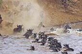 Blue wildebeest and plains zebra crossing the Mara River river,river crossing,rivers,rivers and streams,migrate,migration,crossing,journey,commute,herd,group,mass,wildebeest,brindled gnu,antelope,antelopes,herbivores,herbivore,vertebrate,mammal,mammals,terr