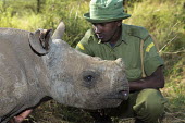 Black baby rhinoceros with its keeper. The baby was born with cataracts and is blind. calf,young,juvenile,baby,conservation,protection,protect,conserve,reserve,reservation,protected,keeper,warden,wardens,guard,guards,rhinos,rhino,horn,horns,herbivores,herbivore,vertebrate,mammal,mammal