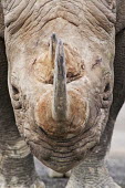 Portrait of adult bull face,solid,sad,dry skin,wrinkled,rhinos,rhino,horn,horns,herbivores,herbivore,vertebrate,mammal,mammals,terrestrial,Africa,African,savanna,savannah,safari,Black rhinoceros,Diceros bicornis,Herbivores,