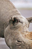 Portrait of adult bull with red billed oxpeckers looking for parasites on rhino's skin. oxpecker,Buphagus erythrorhynchus,ear,medical,bird,birds,birdlife,cleaning,cleaner,inspection,grey,rhinos,rhino,horn,horns,herbivores,herbivore,vertebrate,mammal,mammals,terrestrial,Africa,African,sav