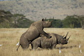 Black rhinoceros mating rhinos,rhino,horn,horns,herbivores,herbivore,vertebrate,mammal,mammals,terrestria sex,courting,mating,mate,sexual,mount,love,lovers,penis,genitals,genitalia,behaviour,reproduce,reproduction,impregnati