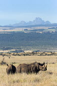 Black rhinoceros with Mount Kenya in the background rhinos,rhino,horn,horns,herbivores,herbivore,vertebrate,mammal,mammals,terrestria,Black rhinoceros,Diceros bicornis,Herbivores,Mammalia,Mammals,Chordates,Chordata,Rhinocerous,Rhinocerotidae,Perissodac