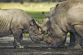 White and black rhino together. black rhino,black rhinoceros,Diceros bicornis,meeting,interaction,species,grass,grassland,shallow focus,rhinos,rhino,horn,horns,herbivores,herbivore,vertebrate,mammal,mammals,terrestrial,Africa,Africa