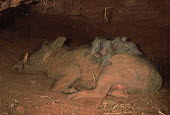 Warthog with 8 day old piglets in burrow sleep on mother for warmth mud,muddy,piglet,piglets,warthog,Phacochoerus,pig,pigs,hog,hogs,herbivores,herbivore,vertebrate,mammal,mammals,terrestrial,Africa,African,savanna,savannah,safari,Suidae,Cetartiodactyla,Desert warthog,