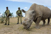Rhino with armed guards, one of two sub-species of the white rhinoceros, extinct in the wild. guns,gun,armed guard,conservation,protection,protect,conserve,reserve,reservation,protected,keeper,warden,wardens,guard,guards,human intervention,human,Ceratotherium simumcottoni,extinct in the wild,p