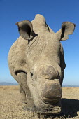 Close up picture of one of the two sub-species of the white rhinoceros, extinct in the wild. Ceratotherium simumcottoni,extinct in the wild,poached,poaching,Northern White Rhino,Northern White Rhinoceros,Northern Square-lipped Rhinoceros,rhinos,rhino,horn,horns,hunted,illegal trade,black mar